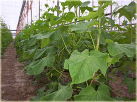 Cultivo de pepino bajo invernadero